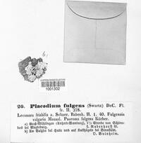 Gyalolechia fulgens image